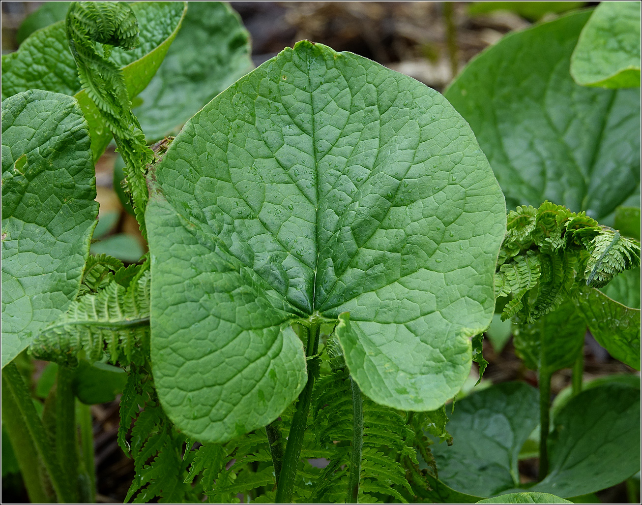 Image of Brunnera sibirica specimen.