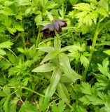 Fritillaria camschatcensis