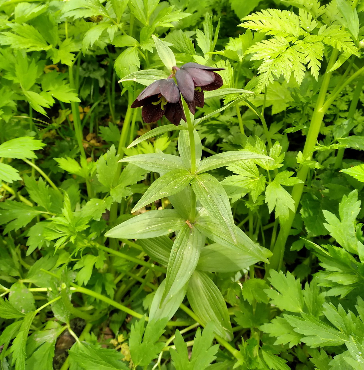 Image of Fritillaria camschatcensis specimen.