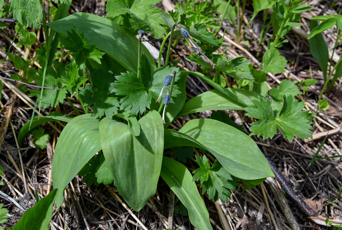 Изображение особи Erythronium sibiricum.