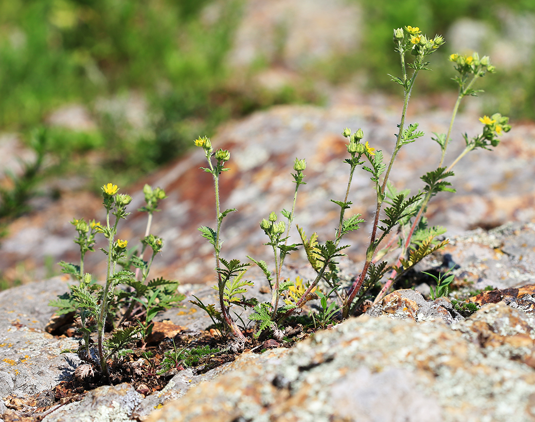 Изображение особи Potentilla conferta.