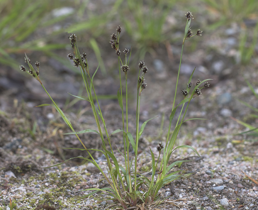 Image of genus Luzula specimen.