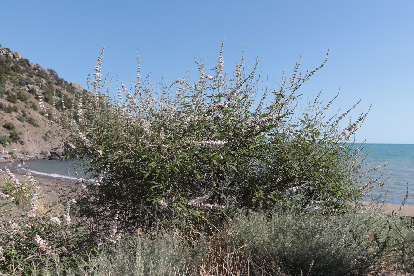 Image of Vitex agnus-castus specimen.