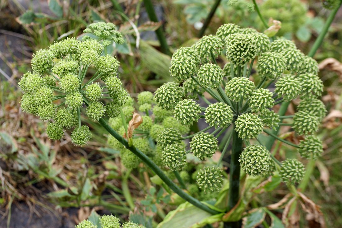 Изображение особи Archangelica officinalis.