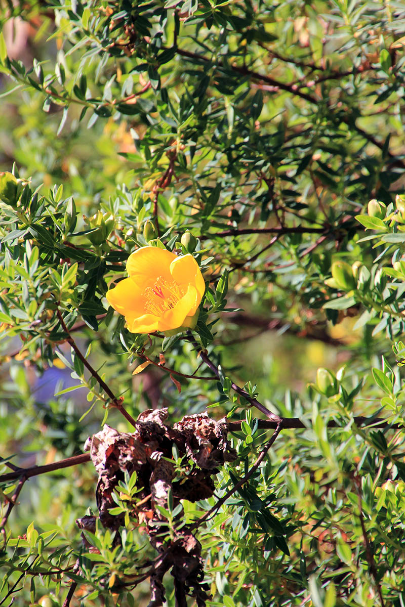 Image of genus Hypericum specimen.