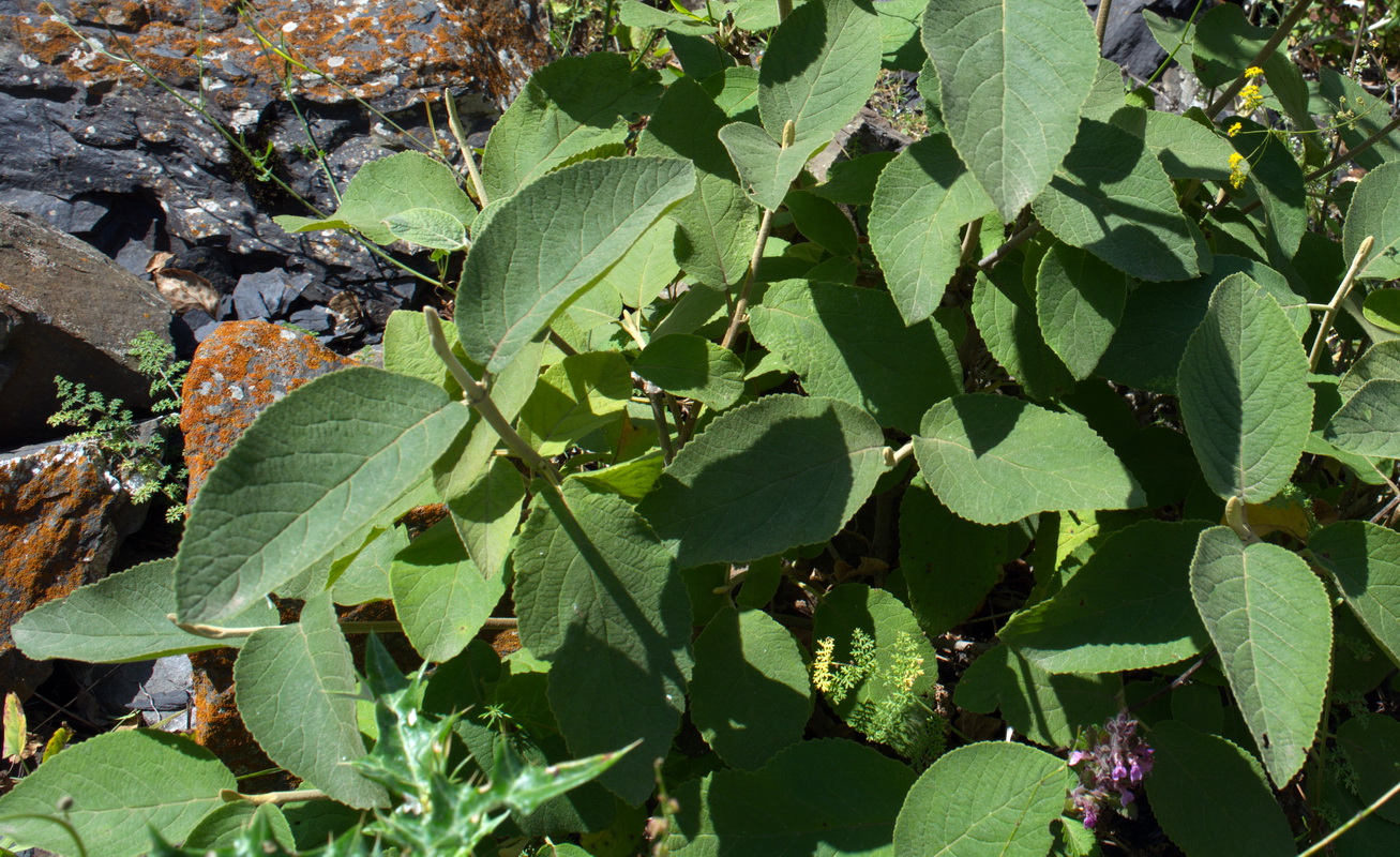 Image of Viburnum lantana specimen.