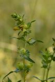 Rhinanthus songaricus