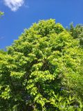 Tilia platyphyllos