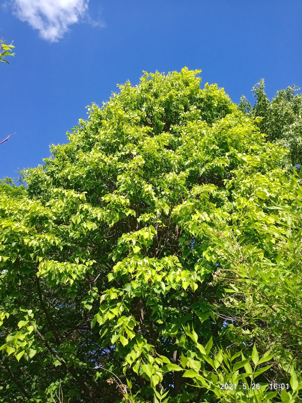 Image of Tilia platyphyllos specimen.