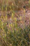 Reseda lutea