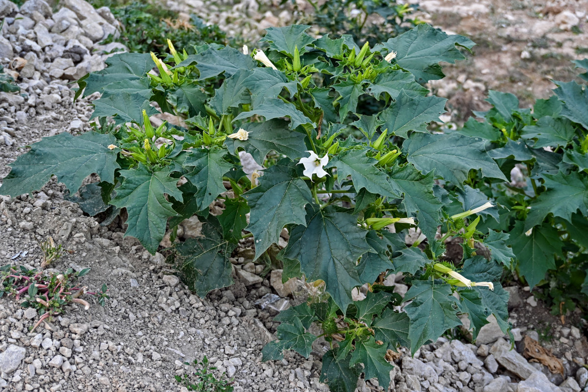 Изображение особи Datura stramonium.