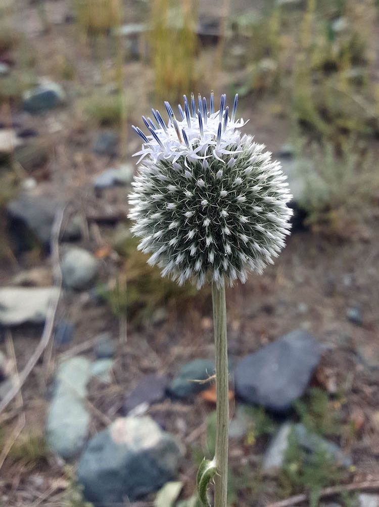 Изображение особи Echinops integrifolius.