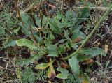 Goniolimon eximium