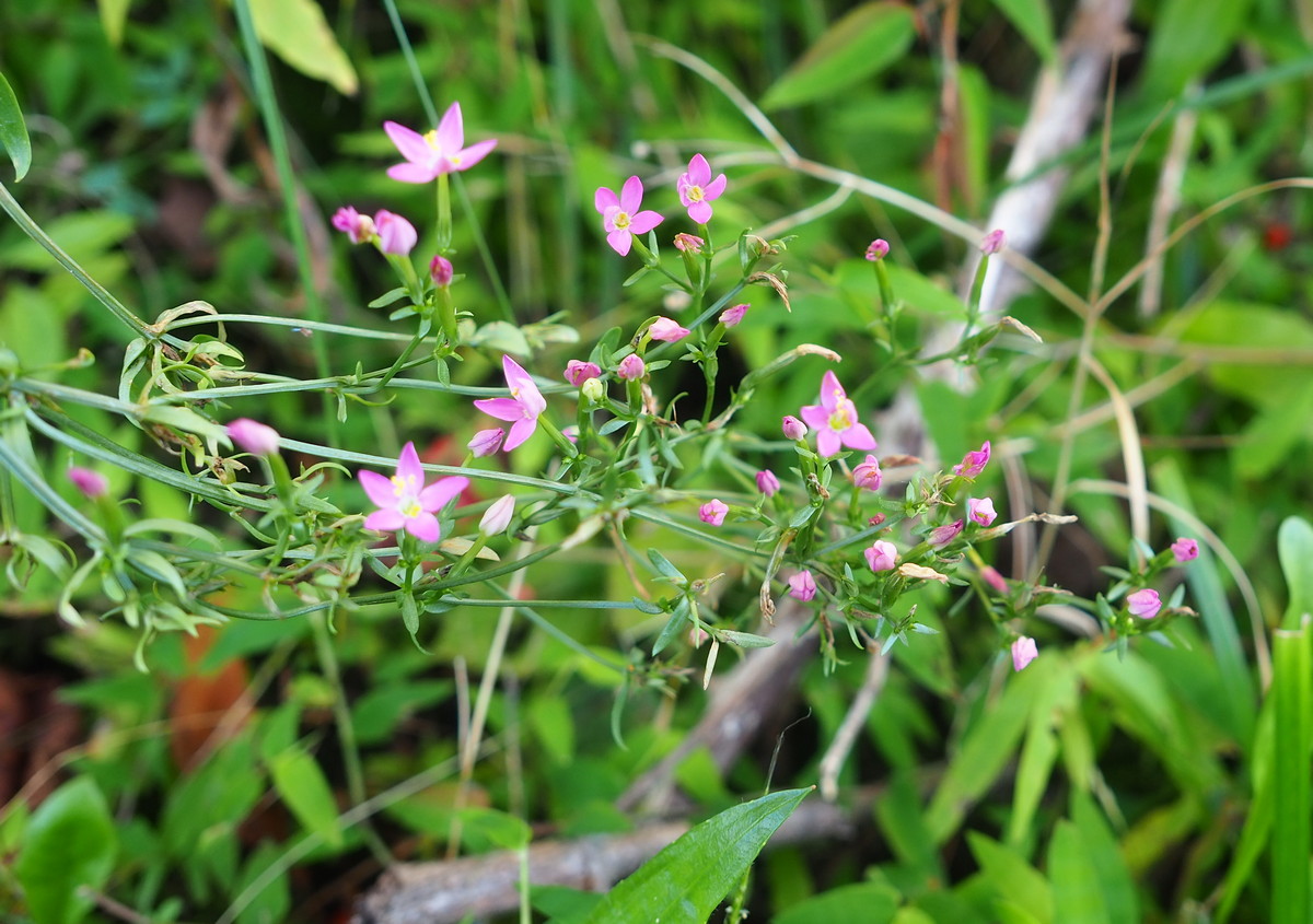 Image of Centaurium erythraea specimen.