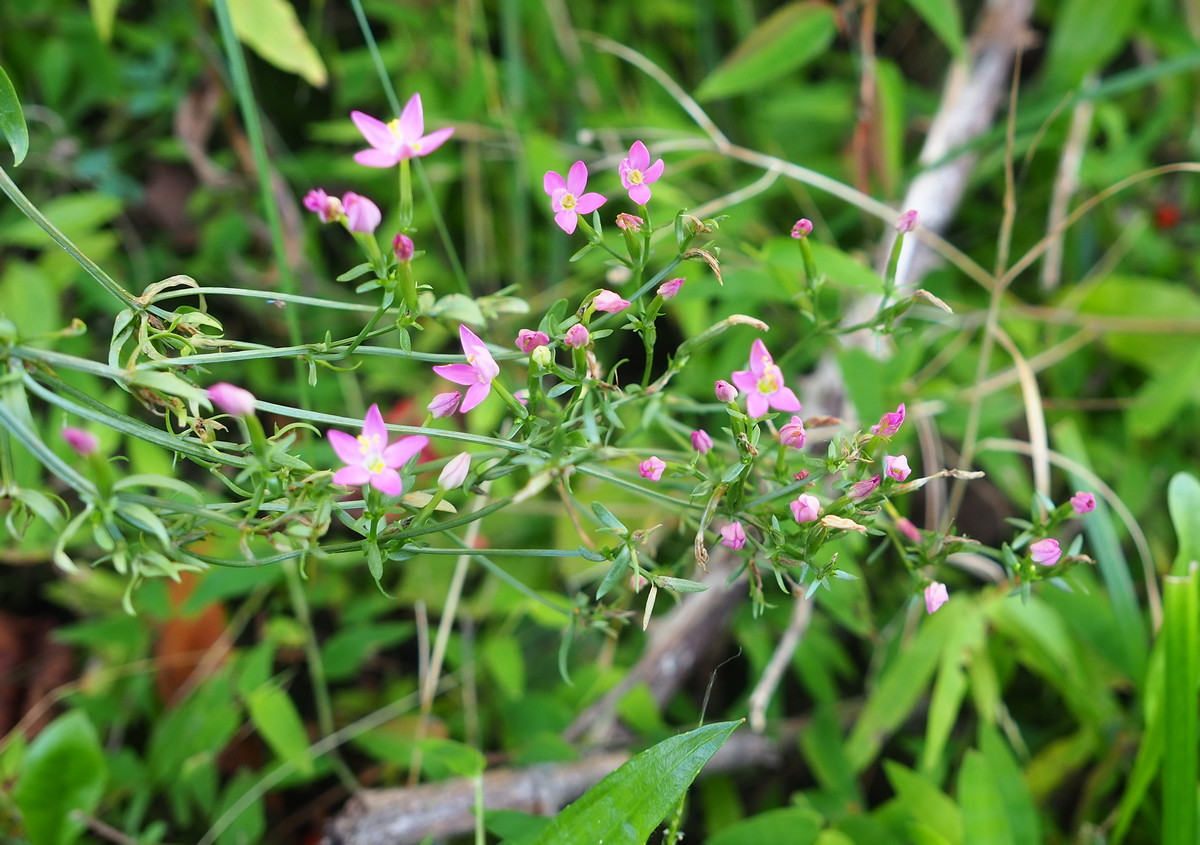 Изображение особи Centaurium erythraea.