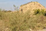 Atriplex micrantha