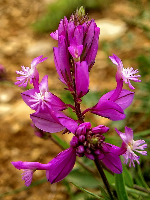 Изображение особи Polygala major.