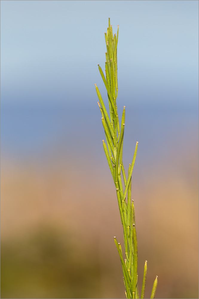 Изображение особи Erysimum hieraciifolium.