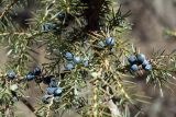 Juniperus oblonga