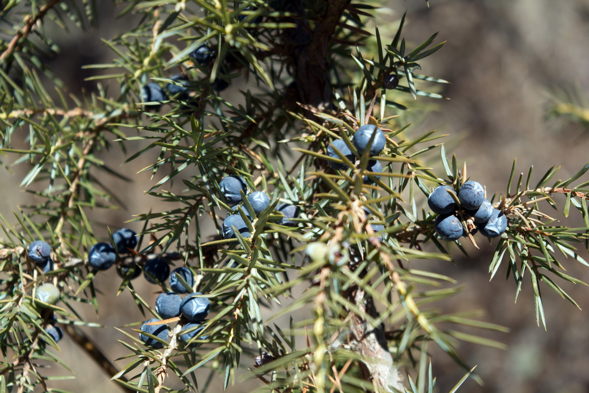 Image of Juniperus oblonga specimen.