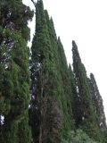 Cupressus sempervirens. Старые деревья. Абхазия, Гудаутский р-н, г. Новый Афон, \"Царская аллея\" у водопада. 15 июля 2008 г.