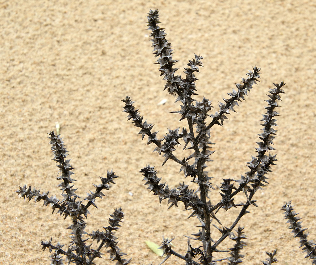 Image of Salsola pontica specimen.