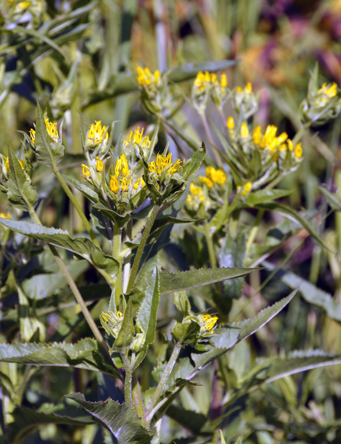 Изображение особи Senecio nemorensis.