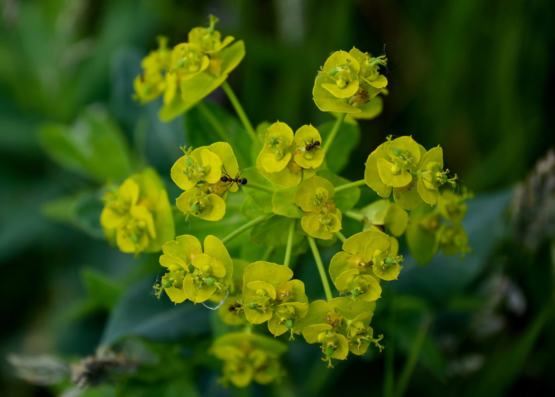 Изображение особи Euphorbia iberica.