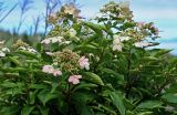 Hydrangea paniculata. Верхушки ветвей с соцветиями. Курильские о-ва, о-в Кунашир, вулкан Менделеева, ≈ 600 м н.у.м., берег руч. Серный, опушка смешанного леса. 21.08.2022.