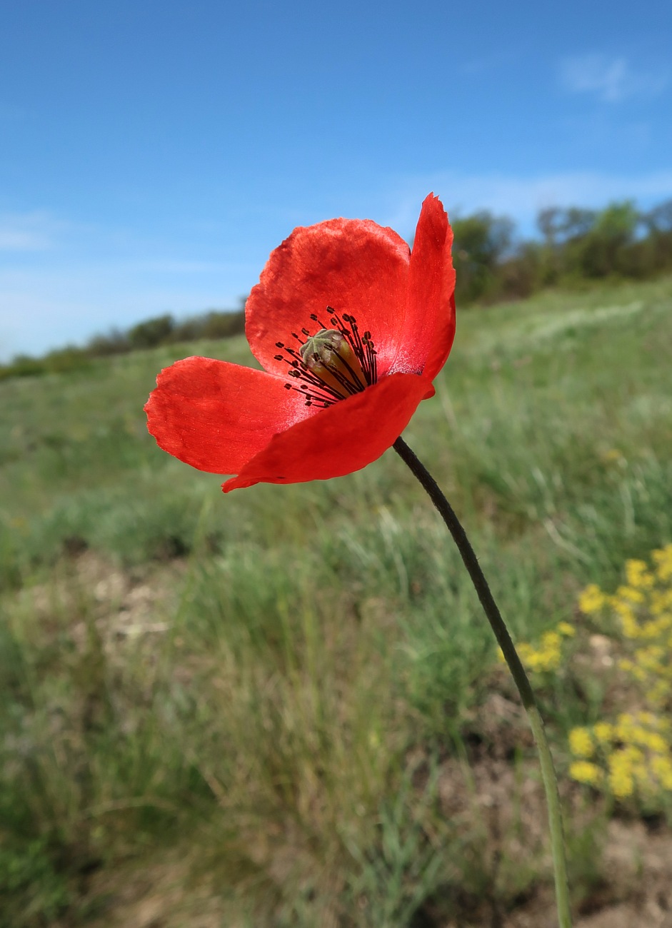 Image of Papaver laevigatum specimen.