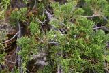 Juniperus sabina. Ветви с шишкоягодами. Кабардино-Балкария, долина р. Баксан, верхняя часть конус выноса реки Курмычи, высота 1630 м н.у.м., край обрыва. 24 июля 2022 г.