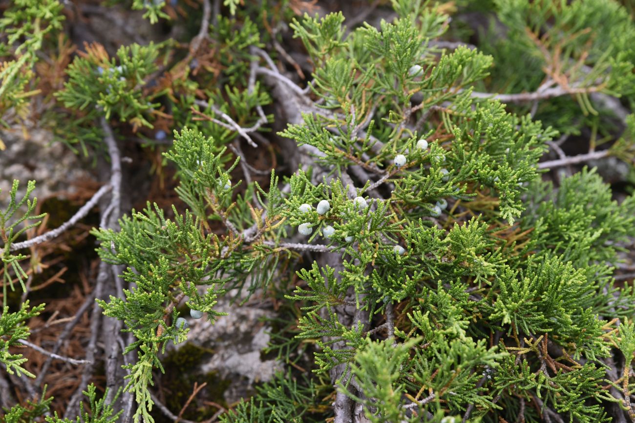 Image of Juniperus sabina specimen.