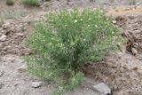 Peganum harmala. Цветущее растение. Таджикистан, Согдийская обл., хр. Моголтау, мелкозёмистый склон. 6 мая 2023 г.