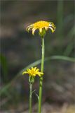 Scorzonera humilis. Верхушки побегов с соцветиями. Ленинградская обл., Лужский р-н, окр. оз. Лебевое, сосновый бор. 11.06.2023.