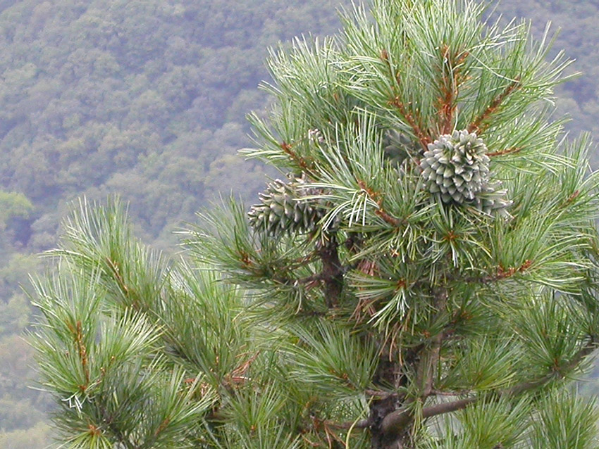 Изображение особи Pinus koraiensis.