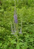 Veronica longifolia