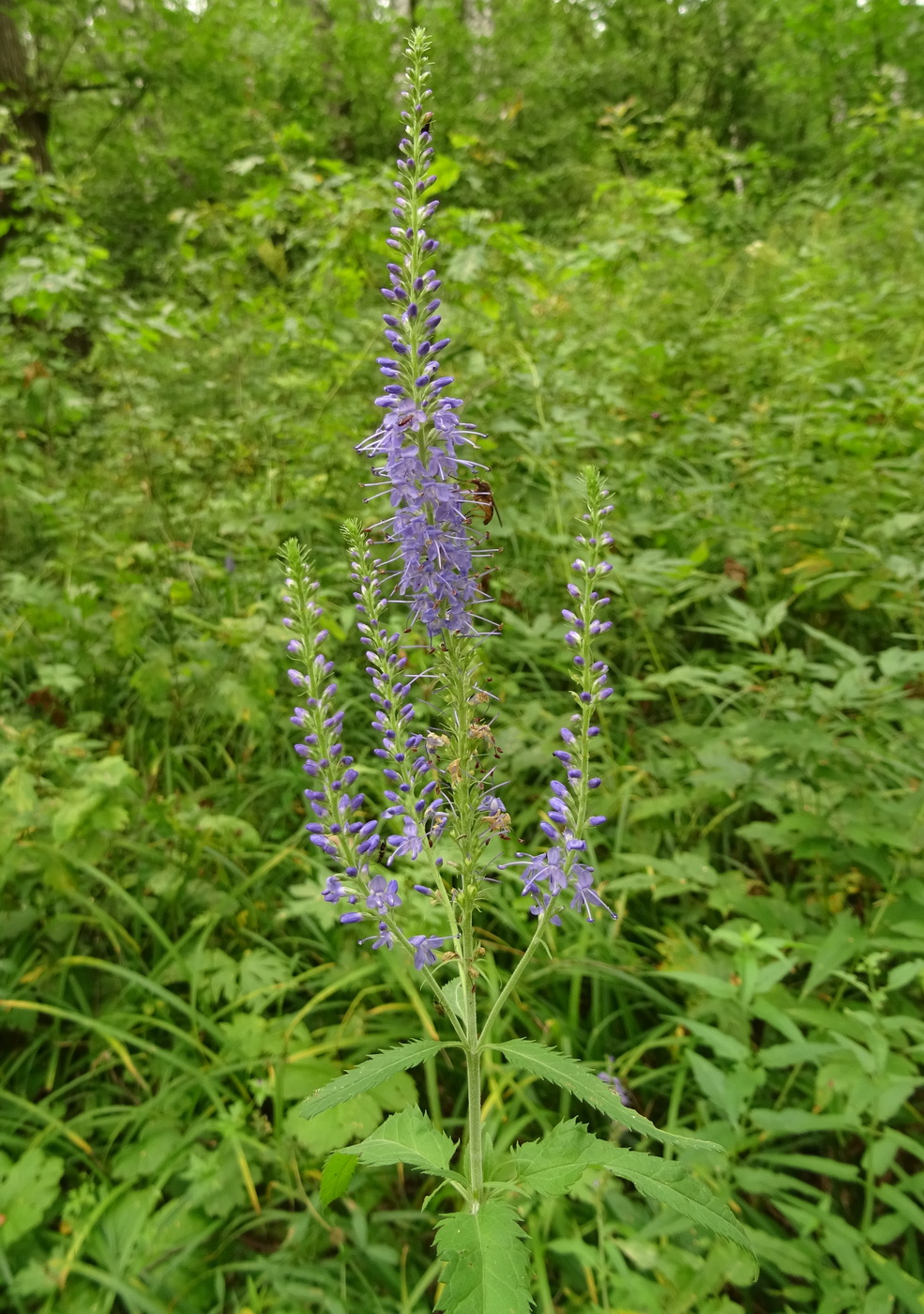 Image of Veronica longifolia specimen.