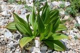 Veratrum lobelianum. Вегетирующие растения. Хакасия, Ширинский р-н, окр. с. Ефремкино, скалы Тогыз-Аз, осыпающийся каменистый склон. 07.06.2022.