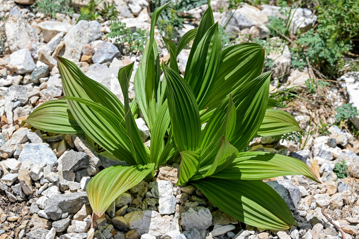 Изображение особи Veratrum nigrum.