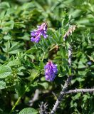 Vicia japonica. Верхушка побега с соцветиями. Курильские о-ва, о-в Итуруп, долина р. Рейдовая, заросли Rosa rugosa на берегу реки. 23.08.2023.