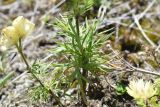 Aconitum confertiflorum. Листья. Чечня, Шаройский р-н, юго-восточный склон горы Чархунышкорт, выс. 2400 м н.у.м, луг. 7 августа 2023 г.