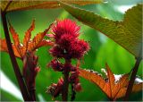 Ricinus communis. Молодые листья, созревающие плоды и мужские соцветия (краснолистная форма). Московская обл., Раменский р-н, окр. дер. Хрипань, садовый участок. 20.07.2023.