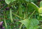 Phaseolus vulgaris. Созревающие плоды. Московская обл., Раменский р-н, окр. дер. Хрипань, садовый участок. 30.08.2023.