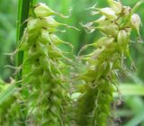 Carex vesicaria. Женские колоски. Ярославская обл., Некоузский р-н, с. Спас-Ильд, сырой берег р. Ильд. 27.05.2010.