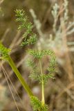 Ferulago galbanifera. Лист. Ростовская обл., Красносулинский р-н, балка Ясеновская, степной склон. 29.07.2023.