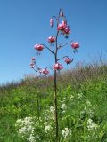 Lilium pilosiusculum. Верхушка цветущего растения. Казахстан, Восточно-Казахстанская обл., Катон-Карагайский р-н; Западный Алтай, перевал Шириккайын, разнотравье с кустарниками на пологом мелкозёмном склоне вост. экспозиции, зарастающая гарь. 29 июня 2019 г.