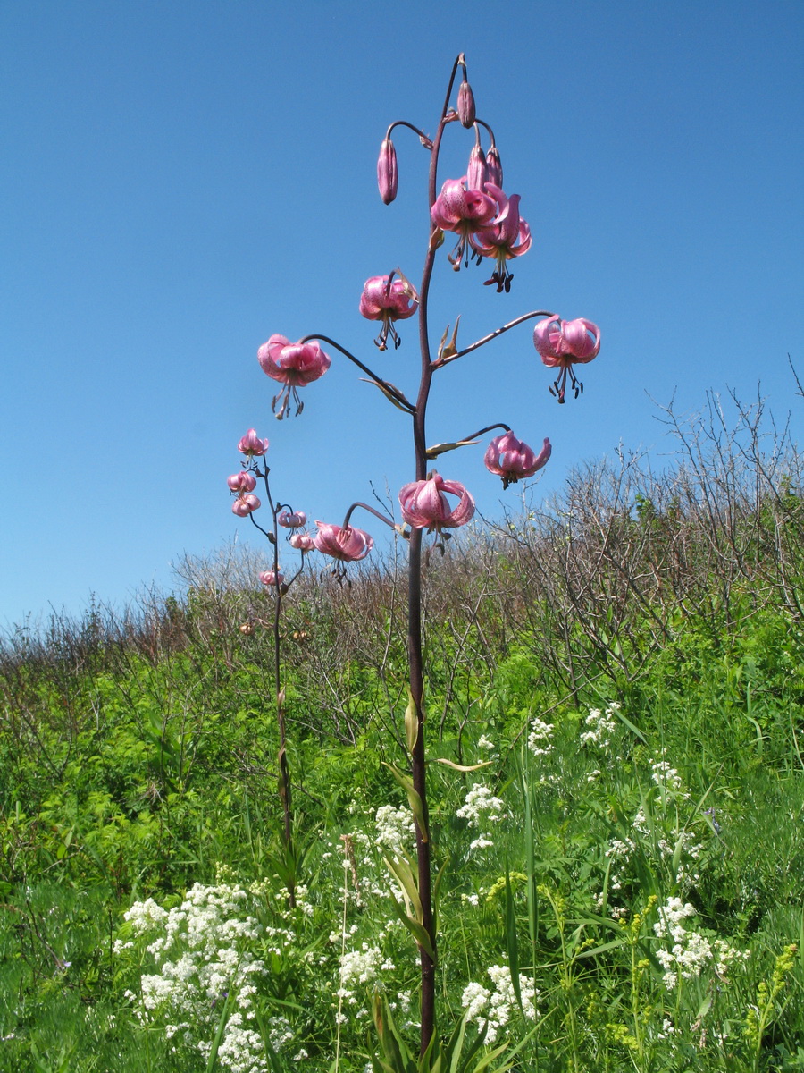 Image of Lilium pilosiusculum specimen.