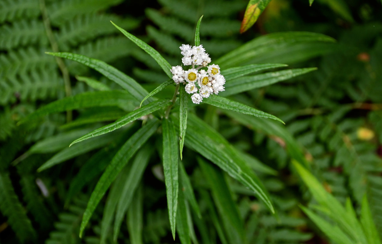 Image of Anaphalis margaritacea specimen.