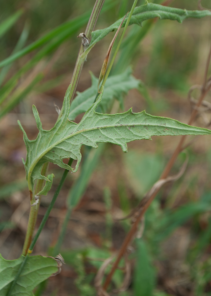 Image of Saussurea amara specimen.