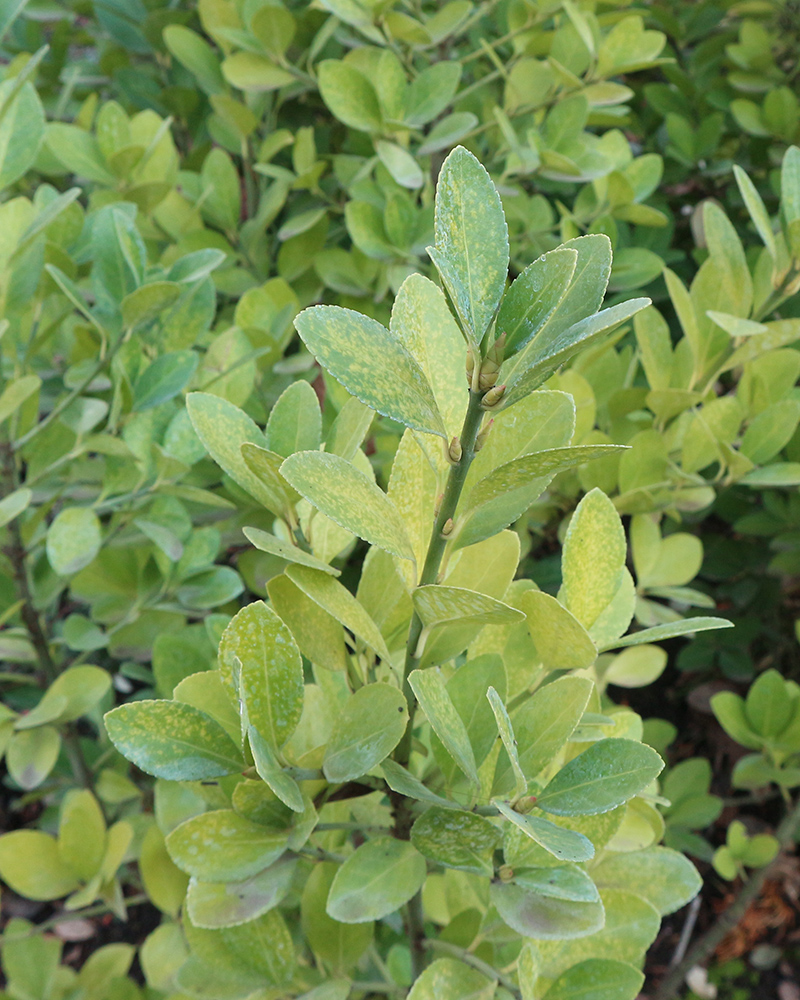 Изображение особи Euonymus japonicus.